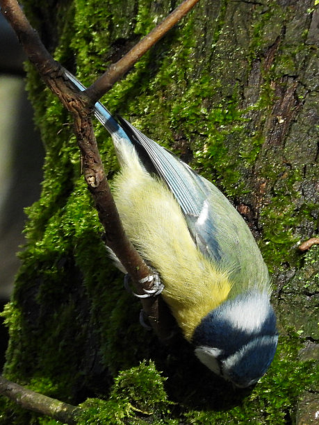 蓝色(Cyanists山雀)图片下载
