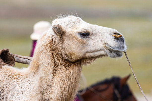 蒙古阿尔泰地区的骆驼牧民商人图片下载