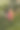 童话英雄皮耶罗与一个管新年苏联玻璃圣诞树玩具的树枝图片下载
