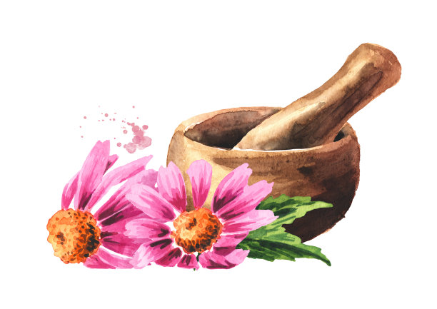灰浆和紫锥花，药用植物或药草。手绘水彩插图，孤立的白色背景图片下载