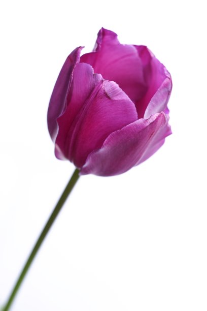 紫色的郁金香孤立在白色上图片下载