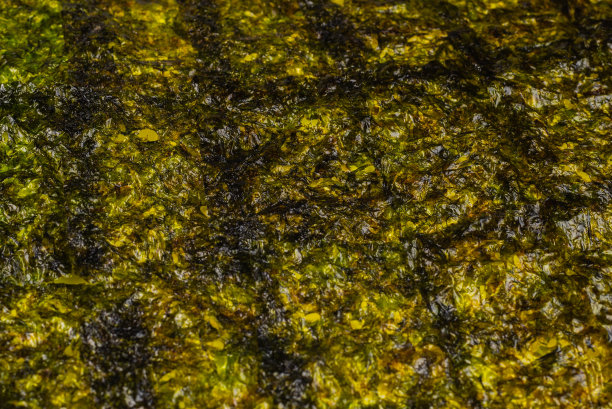 海苔孤立在白色上。图片下载