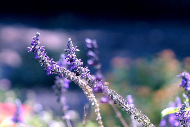 宏园的薰衣草在风中飘扬图片下载