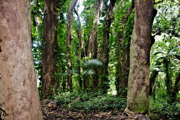 热带雨林的树木图片下载