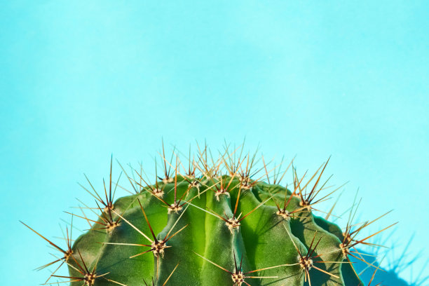 绿色仙人掌夏季风格。艺术设计。黄色背景图片下载