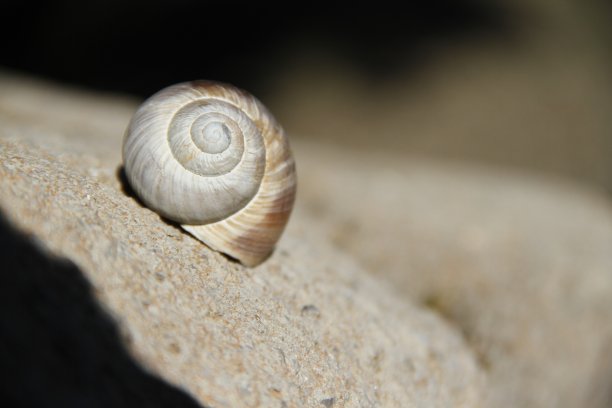 空蜗牛壳库存照片图片下载