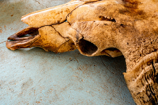 野生动物的骨头和头骨图片下载