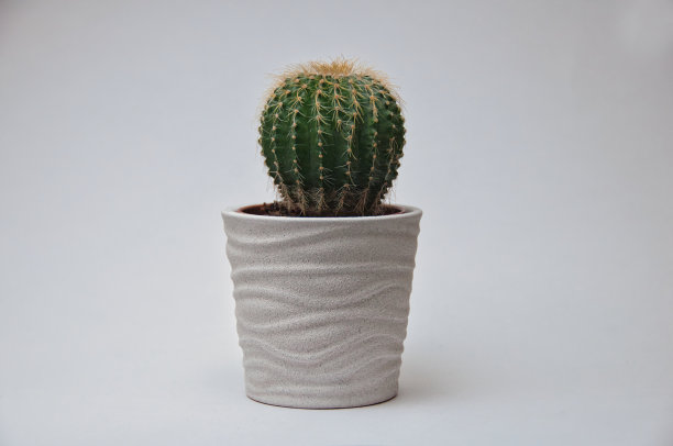 白色背景的白色花盆上的仙人掌。图片下载