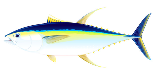 黄鳍金枪鱼图片下载