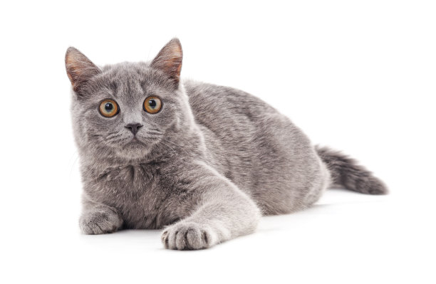 一个灰色的猫。图片下载