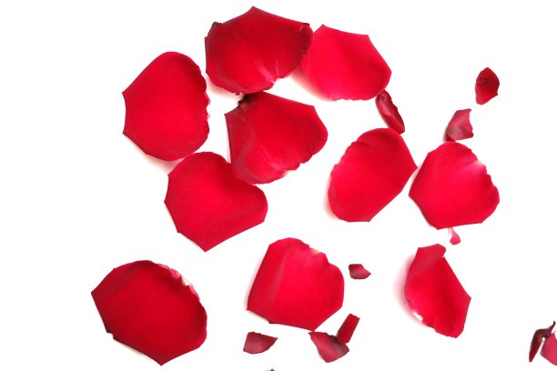 在选择焦点甜红玫瑰花冠在白色孤立的背景图片下载