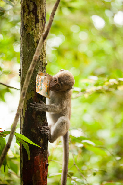 Bako国家公园森林的野生长尾猕猴图片下载