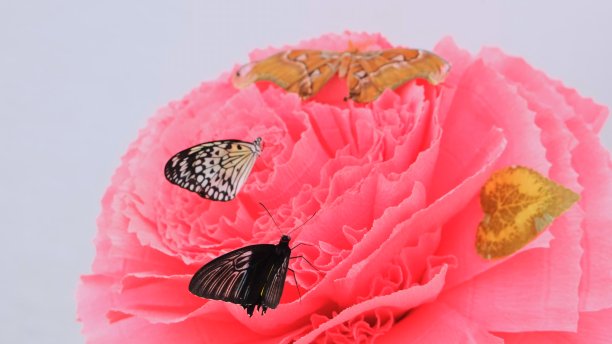 蝴蝶正坐在一个大的粉红色的人造花上，特写。本空间图片下载