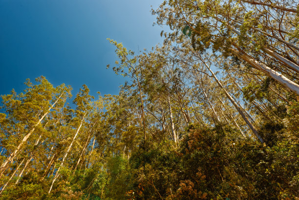 桉树映衬着蓝天。(蓝桉)图片下载