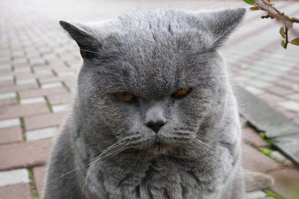 毛茸茸的灰猫，在吃了一顿营养餐后，坐着与睡眠作斗争。图片下载