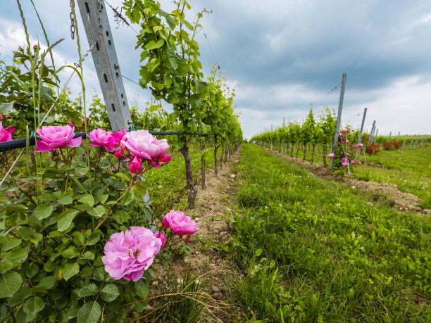 长着红玫瑰的葡萄藤图片下载