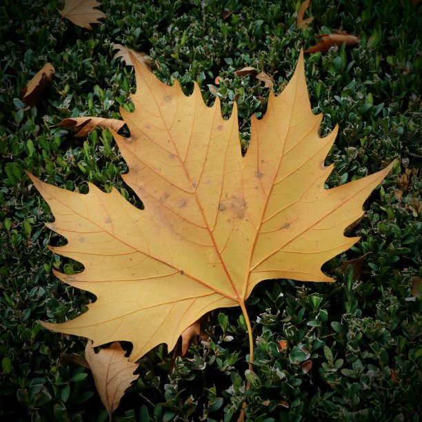 秋天的叶子图片下载