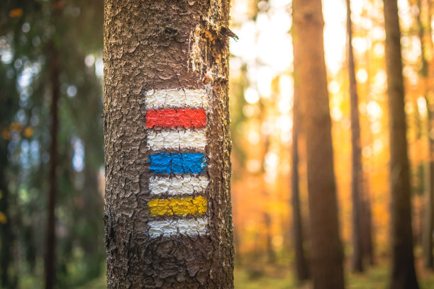 树上绘制的旅游路线标记，秋季阳光穿透树叶图片下载