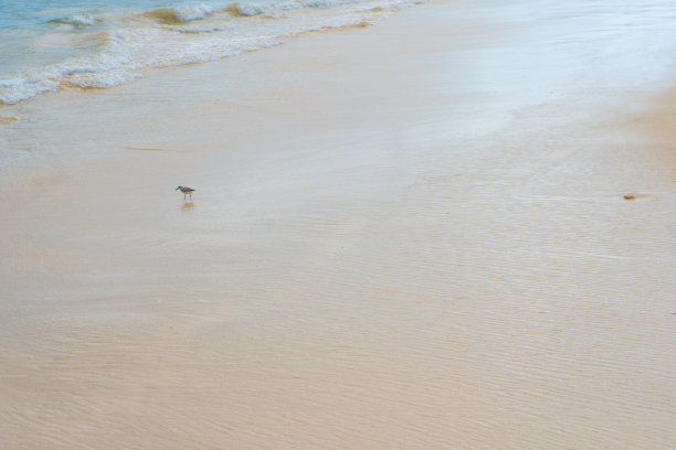加勒比海岸。用小鸟看风景。旅行照片，背景，壁纸。副本的空间。文本。尤卡坦半岛。金塔纳罗奥州。图片下载