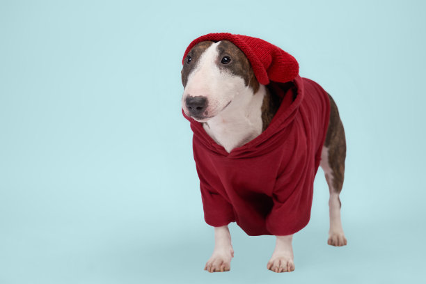 穿着红色连帽衫的时尚狗狗，斗牛梗图片下载