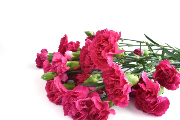 白色背景上有一束紫红色康乃馨。母亲节快乐，妇女节快乐，婚礼快乐，情人节快乐。贺卡图片下载