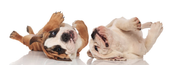 两只英国斗牛犬的小狗在他们的背上打滚图片下载