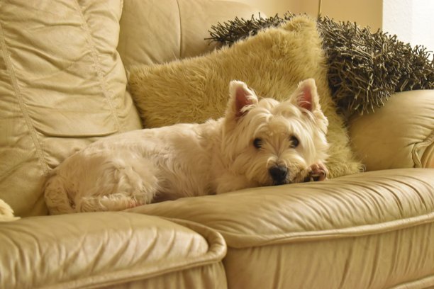 西部高地白梗躺在沙发上。图片下载