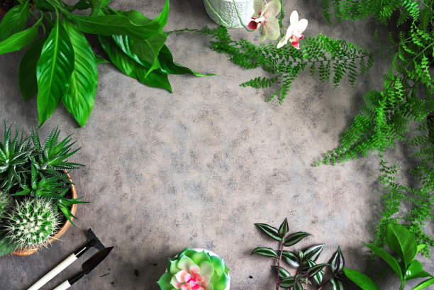 家庭园艺或都市丛林图片下载