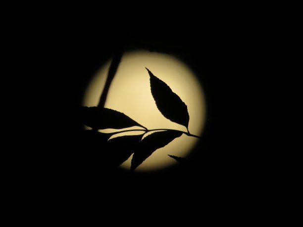 树叶对着满月图片下载