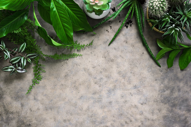 家庭园艺或都市丛林图片下载