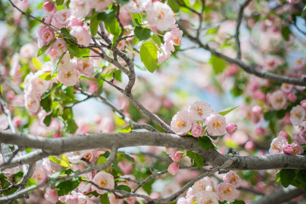 春天盛开的苹果枝图片下载