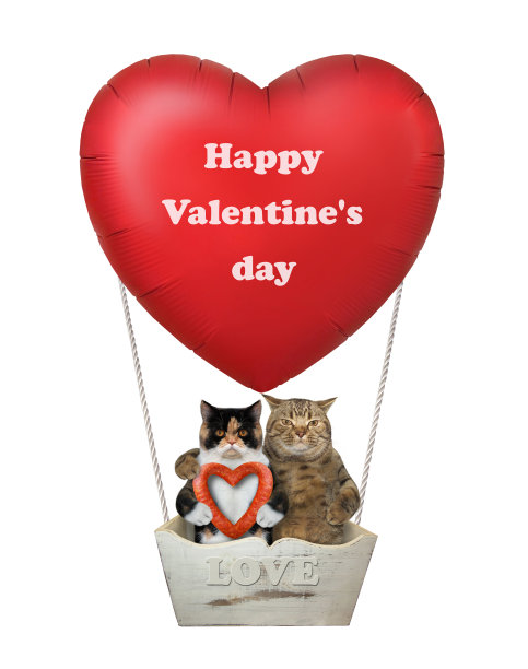 猫在红色气球里恋爱图片下载