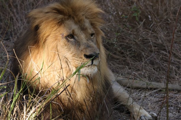 狮子在草原上休息图片下载
