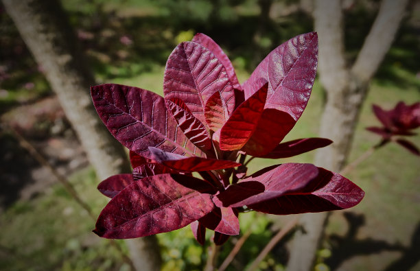 紫色的叶子黄栌皇家紫色辉光在阳光的背景下，花园的绿色。图片下载
