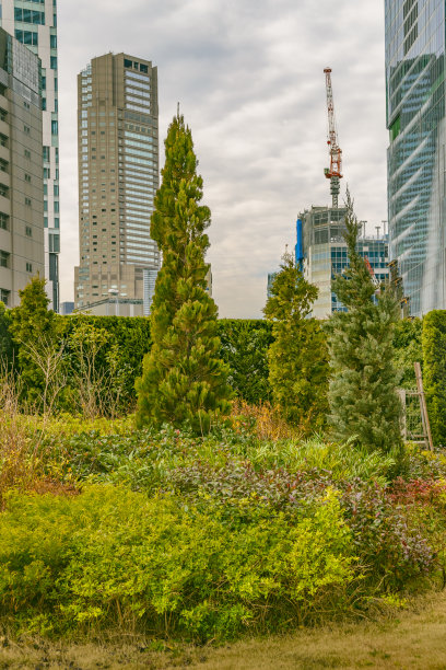 日本东京涩谷区，绿树成荫的城市景观图片下载