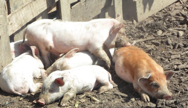 六只小猪在阳光下拥抱图片下载