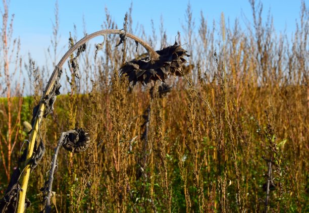 田野里凋谢的向日葵图片下载