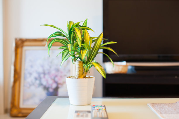 绿色装饰图片下载