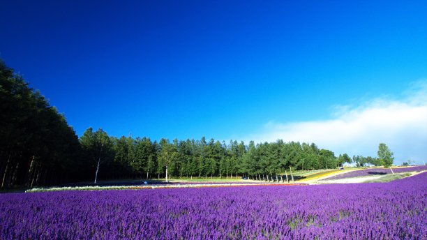 美丽的花园在北图片下载