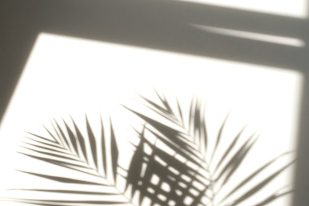 抽象的阴影背景的自然树叶，树枝落墙纹理图片下载