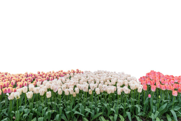 春天彩色郁金香球茎花地孤立在白色的背景图片下载