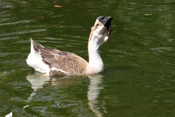 在湖里游泳的鸿雁。图片下载