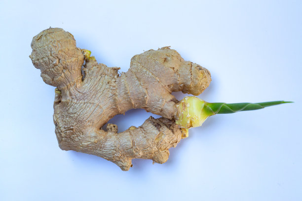 鲜生姜或根状茎生长在白色背景上，特写，草本和食物概念图片下载