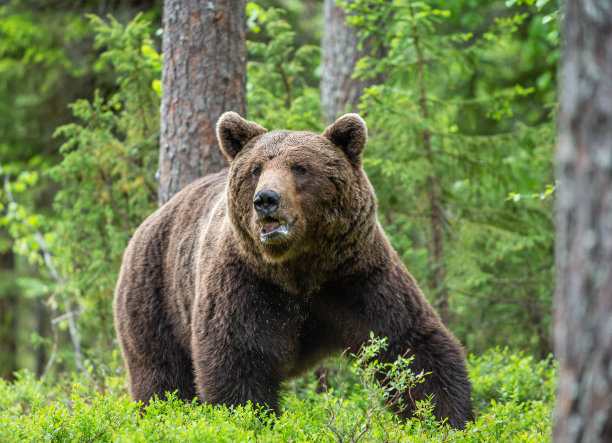 夏季森林中的棕熊图片下载