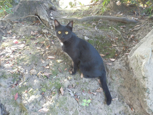 黑猫回头看流浪猫日本的照片图片下载