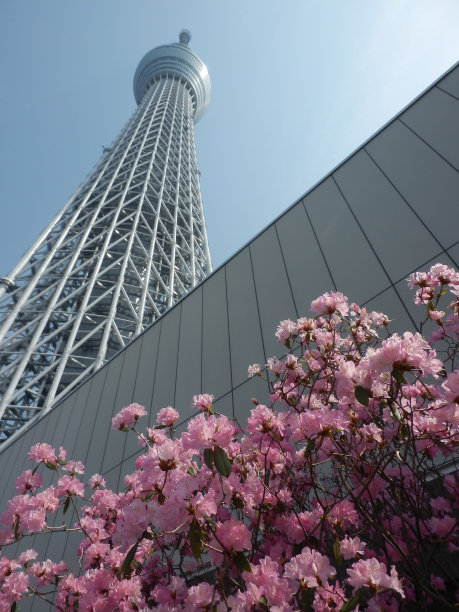 日本东京天空树和樱花照片图片下载