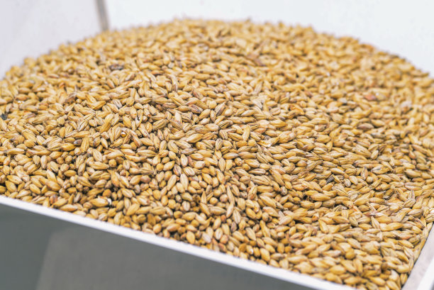 酿造啤酒的麦芽。自制啤酒的过程。含酒精的饮料。图片下载