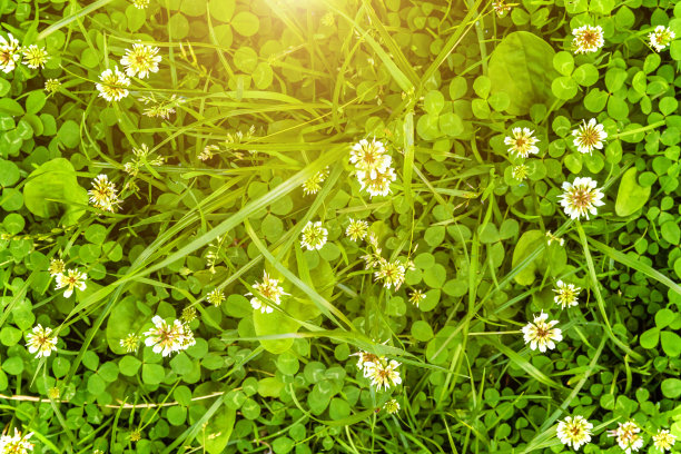 有白色三叶草花的草地。春天或夏天花园草坪上的荷兰三叶草。有白色三叶草和绿草的草坪地毯。天然植物的背景。绽放的生态自然景观图片下载