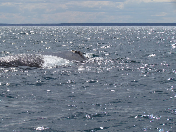 新高尔夫的游船之旅，看鲸鱼图片下载