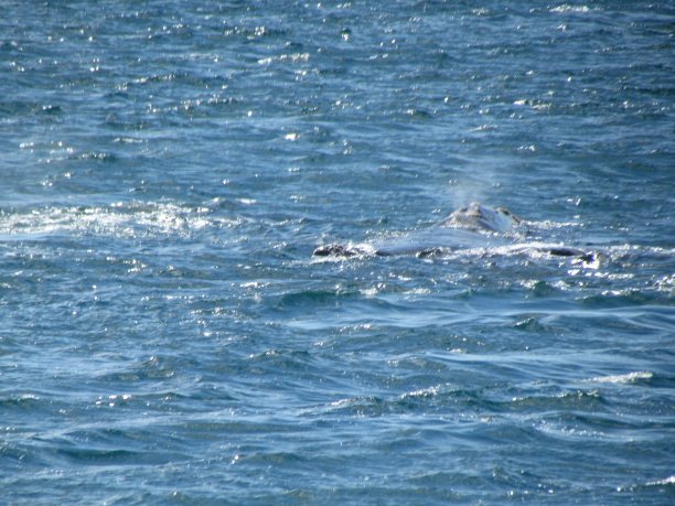 新高尔夫的游船之旅，看鲸鱼图片下载